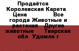 Продаётся!     Королевская Карета › Цена ­ 300 000 - Все города Животные и растения » Другие животные   . Тверская обл.,Удомля г.